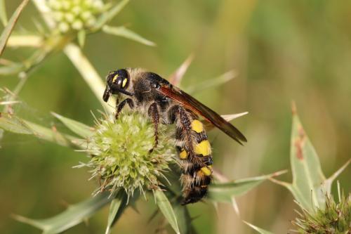 Colpa sexmaculata